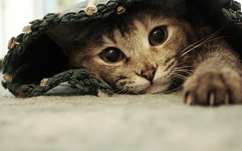Tabby Cat under Blanket — Brown, Calm, Photograph