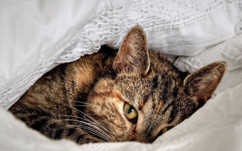 Tabby Cat under Blanket — Brown, Calm, Photograph, White