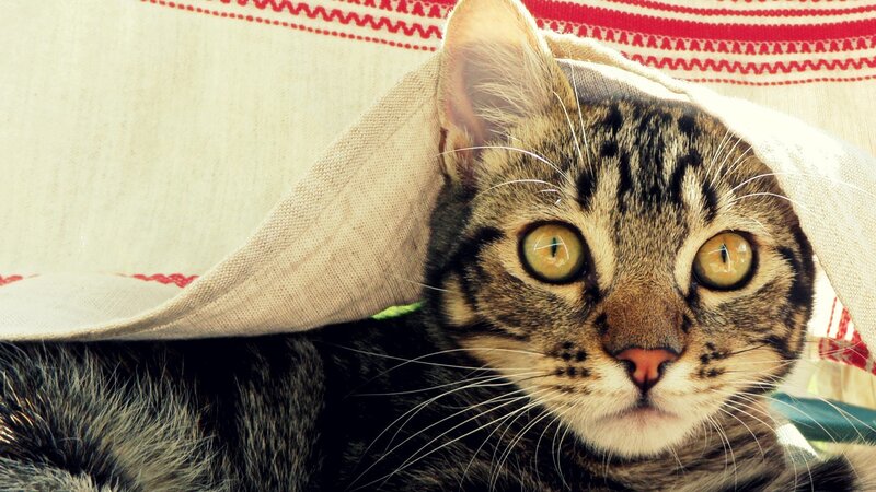 Tabby Cat under Blanket — Brown, Curious