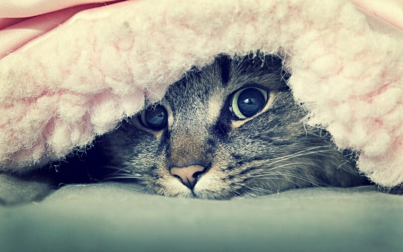 Tabby Cat under Blanket — Gray, Calm, Photograph, Bed