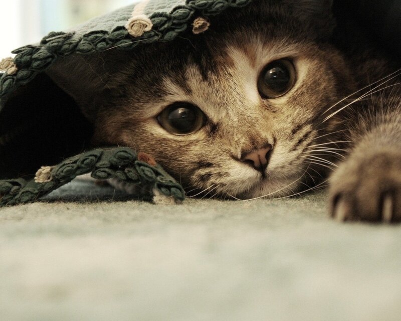 Tabby Cat under Blanket — Gray, Calm, Photograph