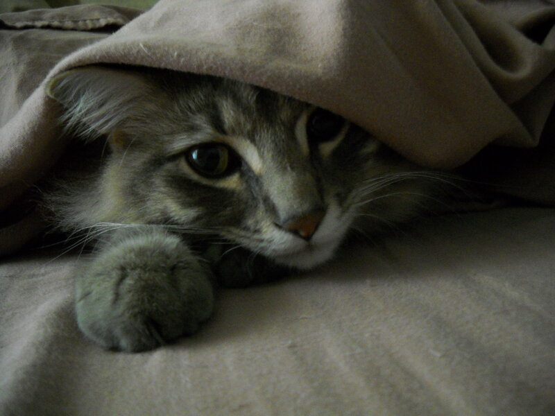 Tabby Cat under Blanket — Gray, Calm