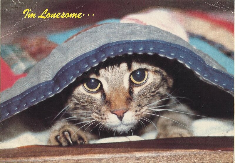 Tabby Cat under Blanket — Gray, Curious