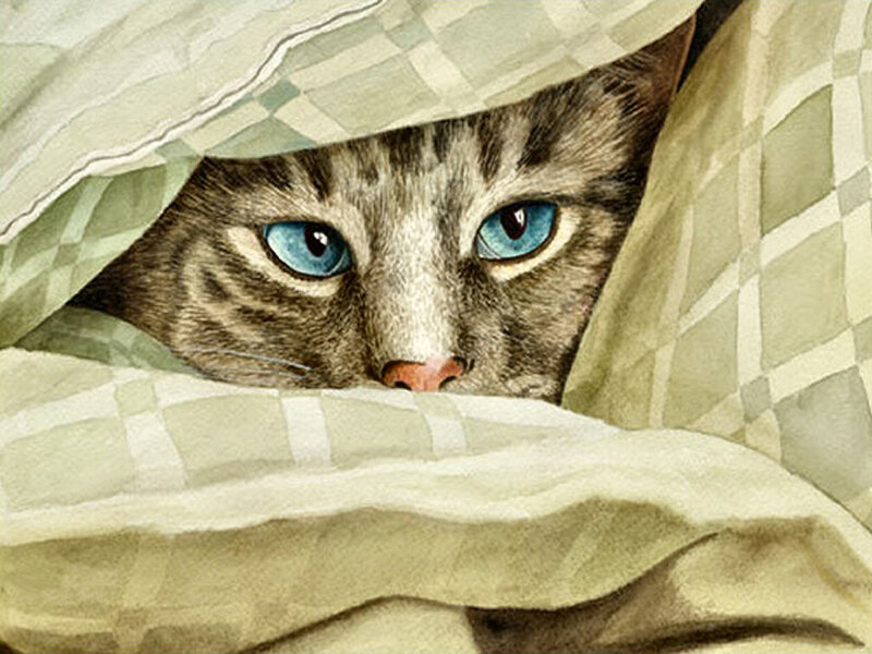Tabby Cat under Blanket — Gray