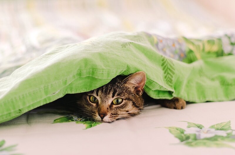 Tabby Cat under Blanket — Green, Calm, Photograph
