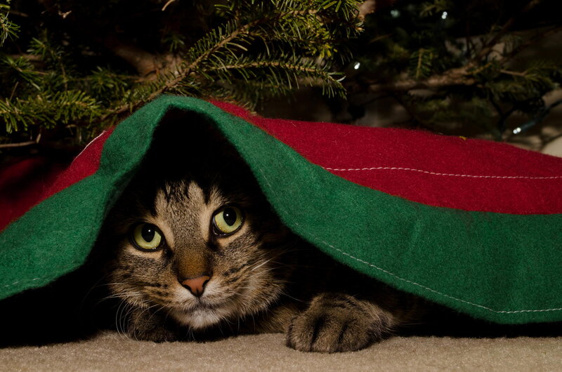 Tabby Cat under Blanket — Green, Calm