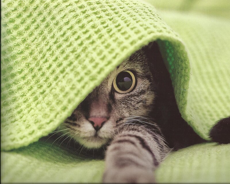 Tabby Cat under Blanket — Green, Cozy