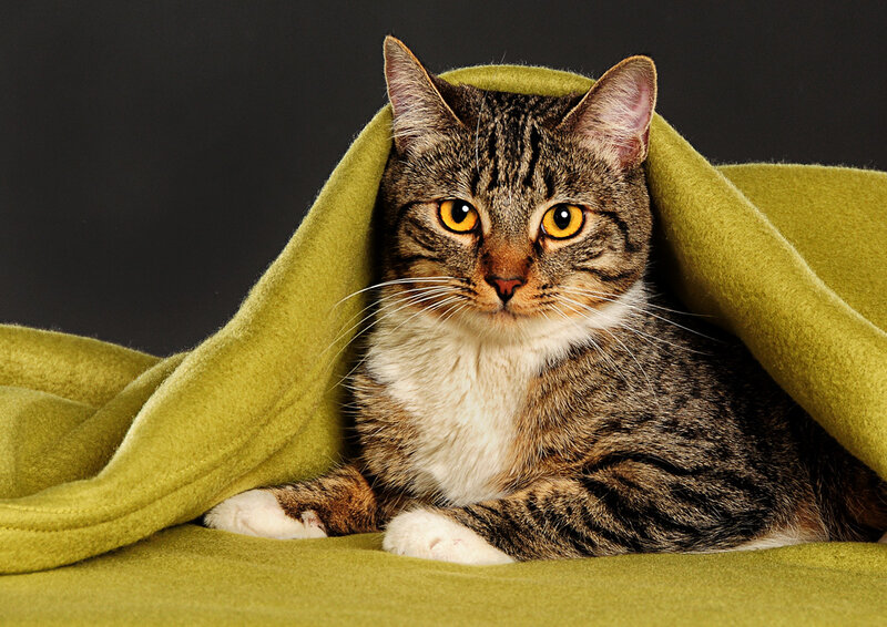 Tabby Cat under Blanket — Green