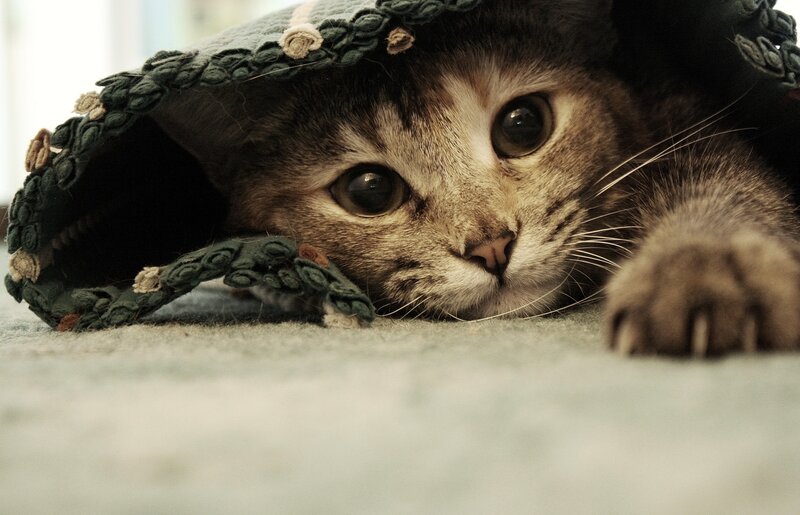 Tabby Cat under Blanket — Paw