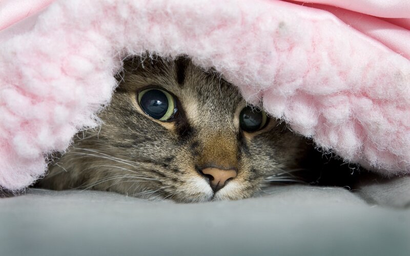 Tabby Cat under Blanket — Pink, Calm, Photograph, Eyes, Whiskers