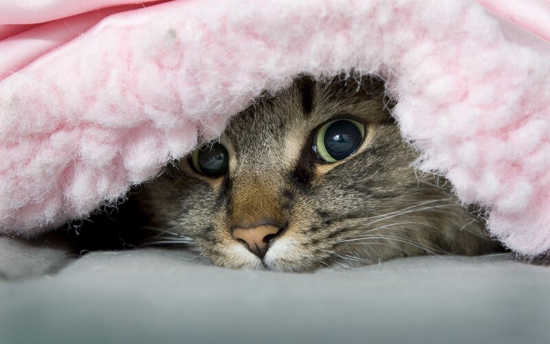 Tabby Cat under Blanket — Pink, Calm, Photograph
