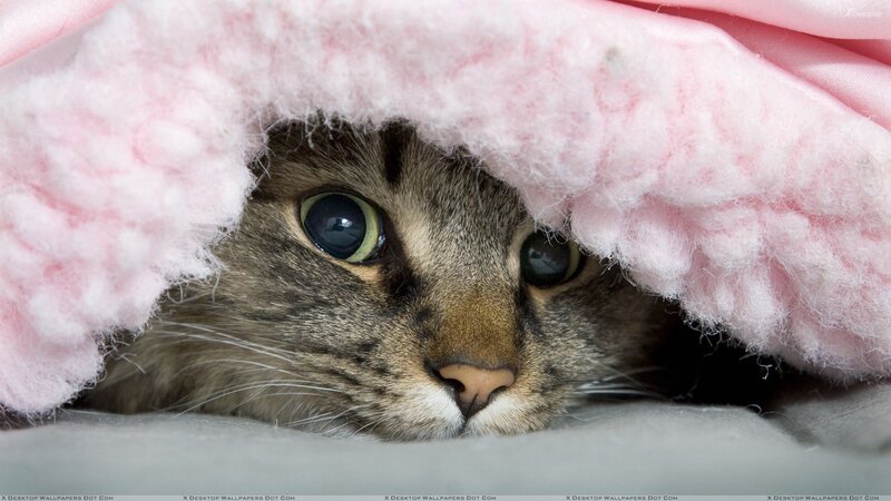 Tabby Cat under Blanket — Pink