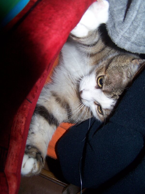 Tabby Cat under Blanket — Red