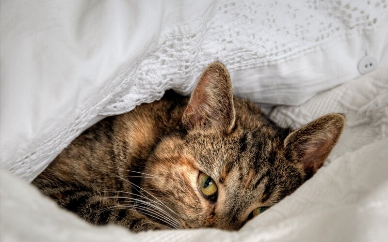 Tabby Cat under Blanket — White, Calm, Photograph, Pillow