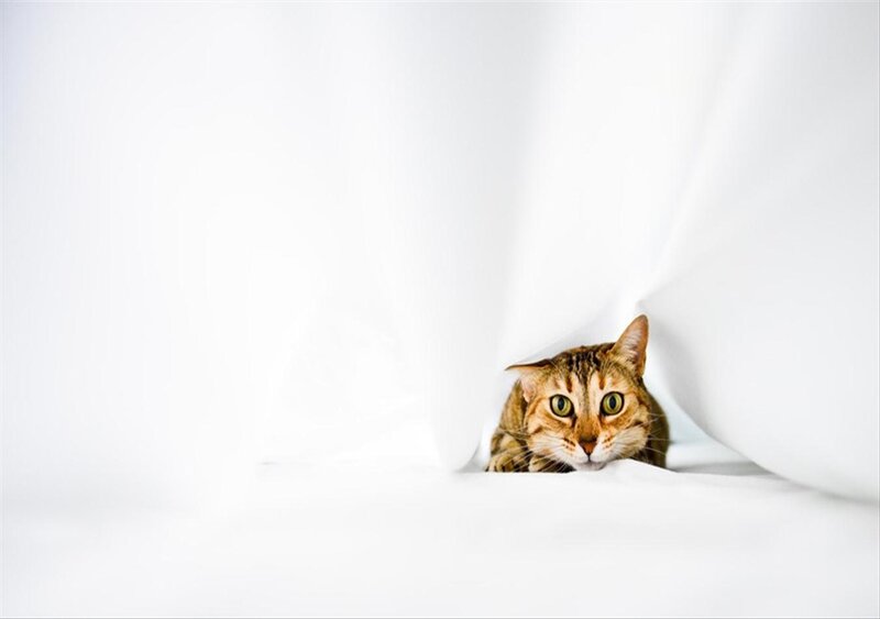Tabby Cat under Blanket — White, Calm, Photograph