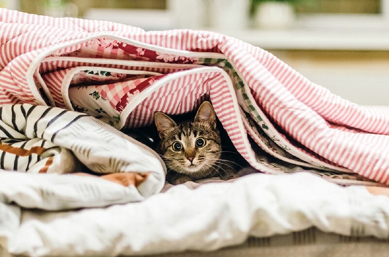 Tabby Cat under Blanket — White, Cozy
