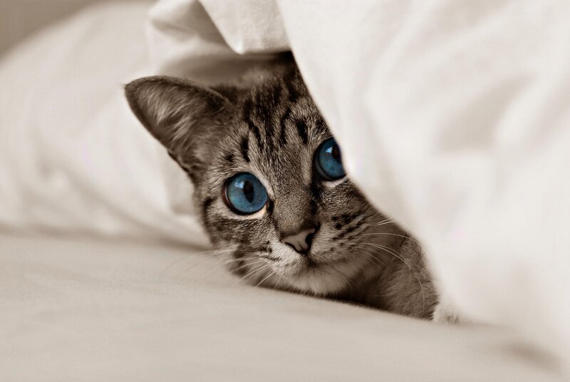 Tabby Cat under Blanket — White, Curious, Photograph, Bed