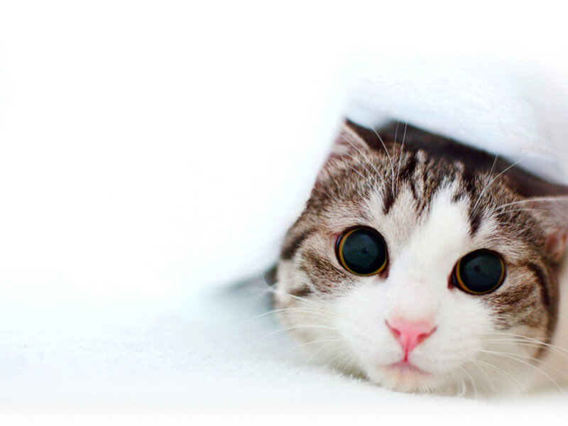 Tabby Cat under Blanket — White, Curious, Photograph, Brown