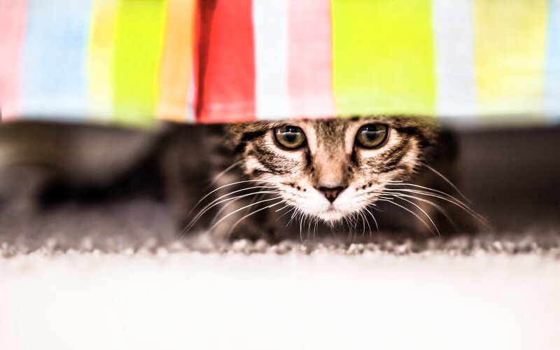 Tabby Cat under Blanket — White, Curious, Photograph, Carpet