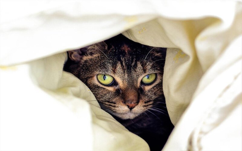 Tabby Cat under Blanket — White, Curious, Photograph