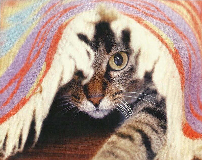 Tabby Cat under Blanket — White, Curious, Photograph, Wooden Surface