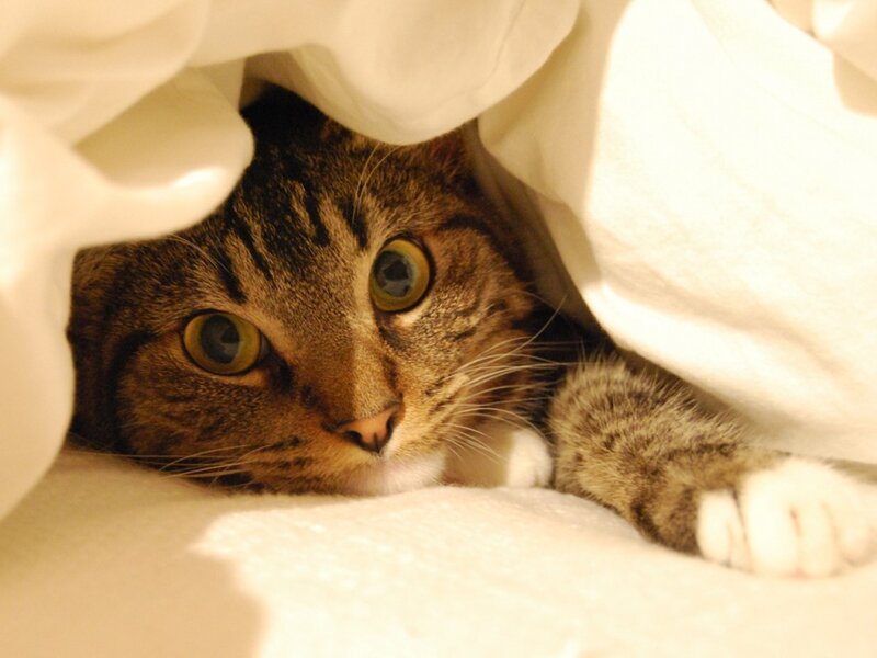 Tabby Cat under Blanket — White, Curious