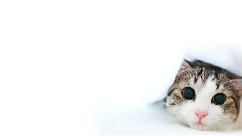 Tabby Cat under Blanket — White, Photograph