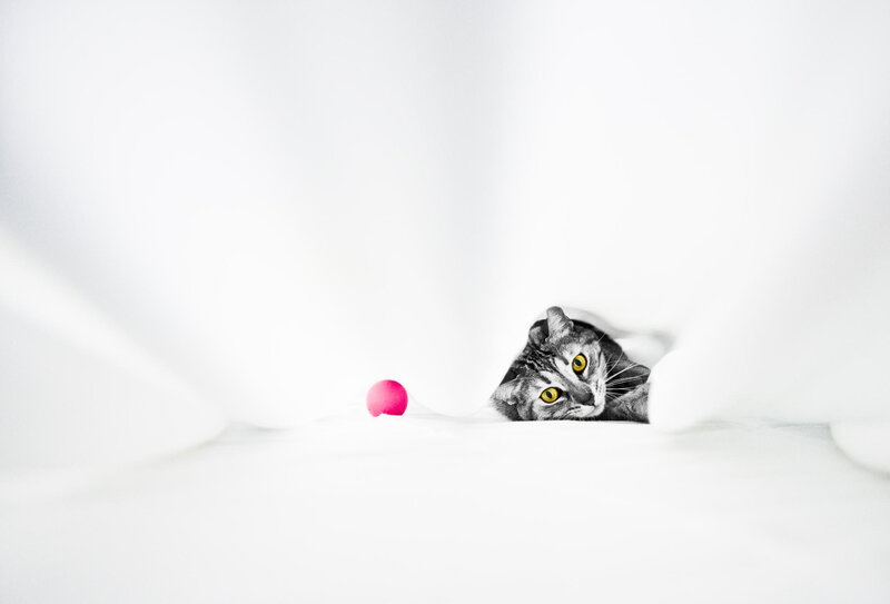 Tabby Cat under Blanket — White, Playful