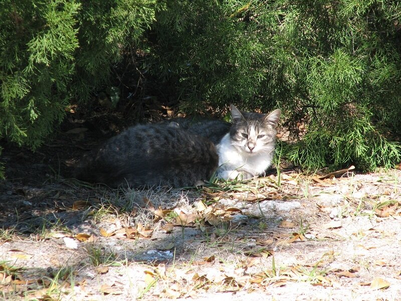 Tabby Cat under Bush