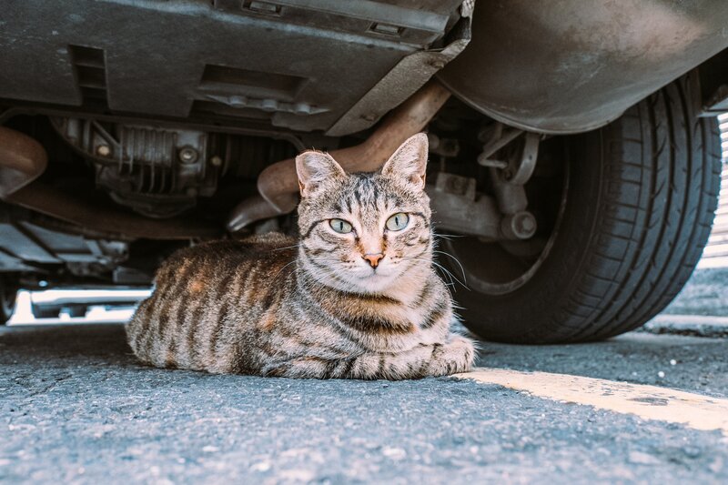 Tabby Cat under Car — Gray