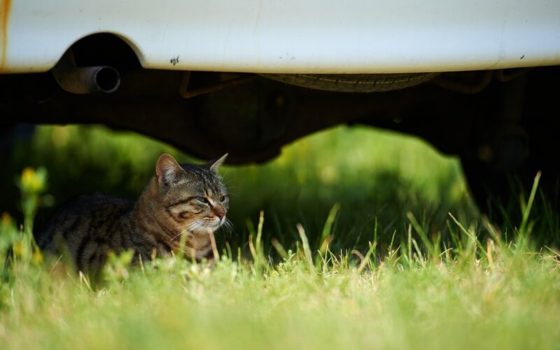 Tabby Cat under Car