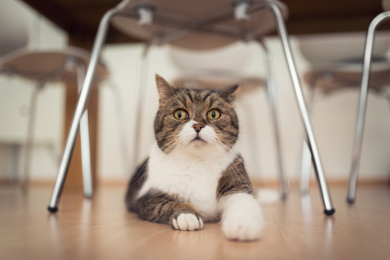 Tabby Cat under Chair