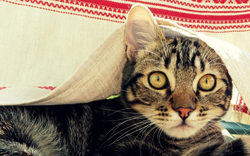 Tabby Cat under Cloth — Brown