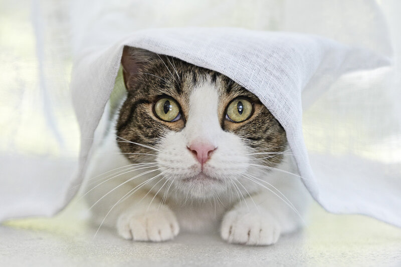 Tabby Cat under Cloth — White
