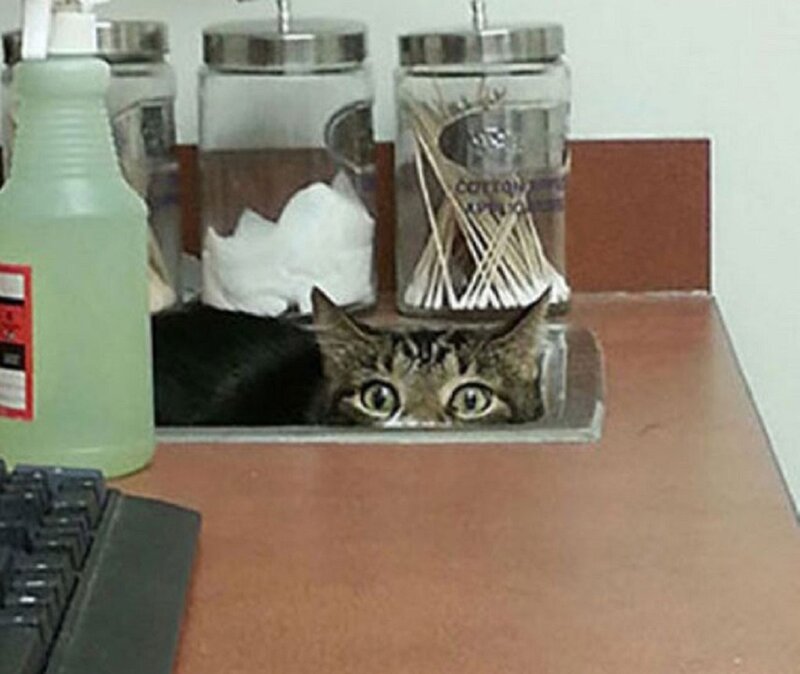 Tabby Cat under Counter