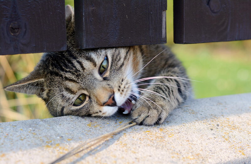 Tabby Cat under Fence — Brown