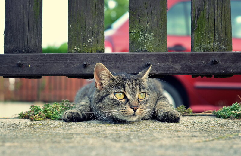 Tabby Cat under Fence