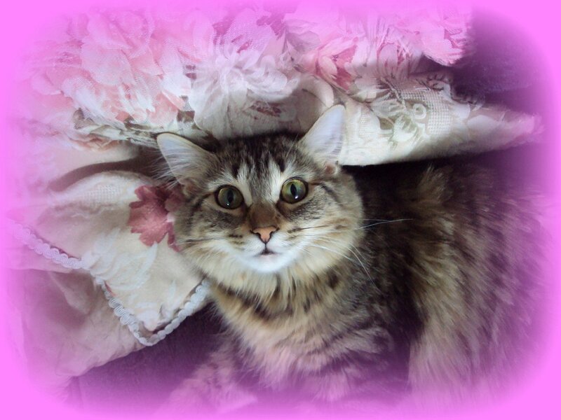 Tabby Cat under Flowers