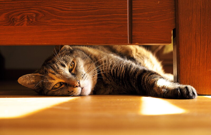 Tabby Cat under Furniture — Brown, Calm
