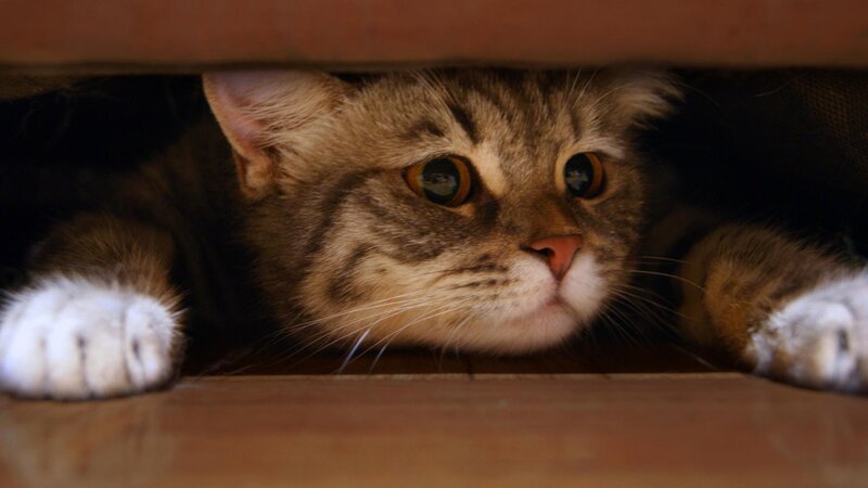Tabby Cat under Furniture — Brown, Curious, Photograph, Paws