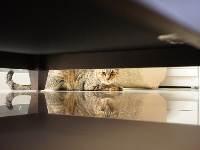 Tabby Cat under Furniture — Brown, Curious, Photograph, Reflection