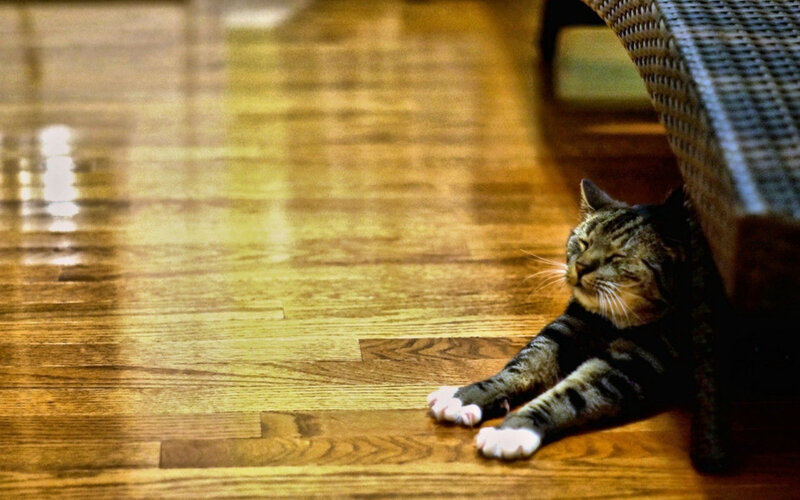 Tabby Cat under Furniture — Brown, Relaxed