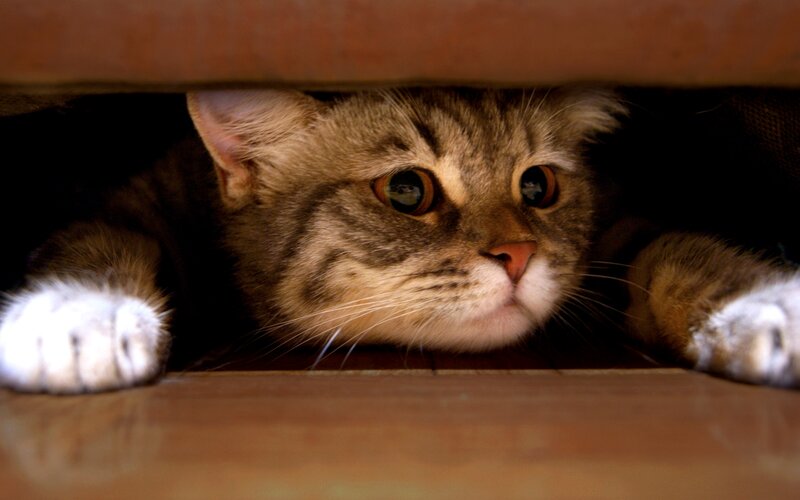 Tabby Cat under Furniture — Brown