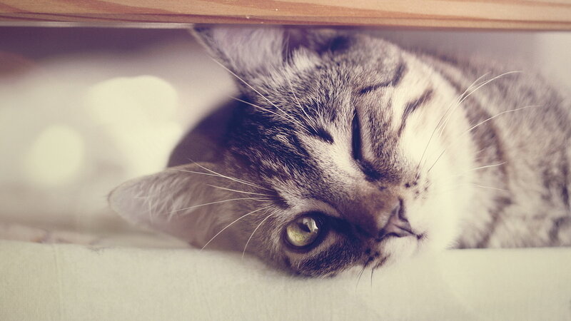 Tabby Cat under Furniture — Gray, Calm