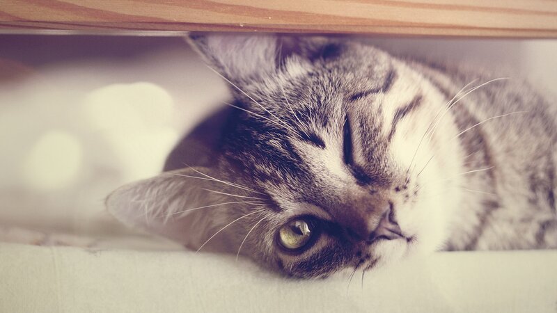 Tabby Cat under Furniture — Gray