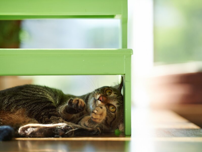 Tabby Cat under Furniture — Green