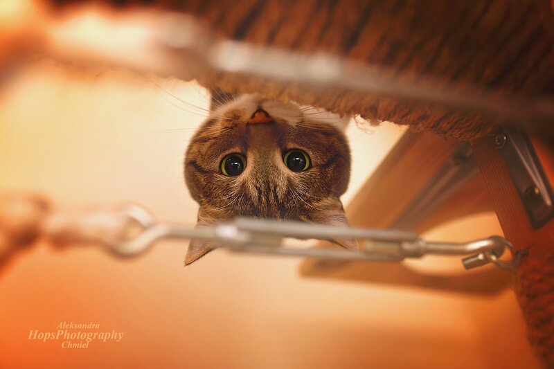 Tabby Cat under Furniture — Orange