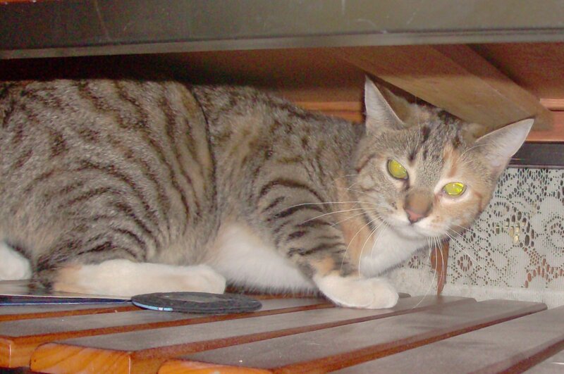 tabby cat under furniture