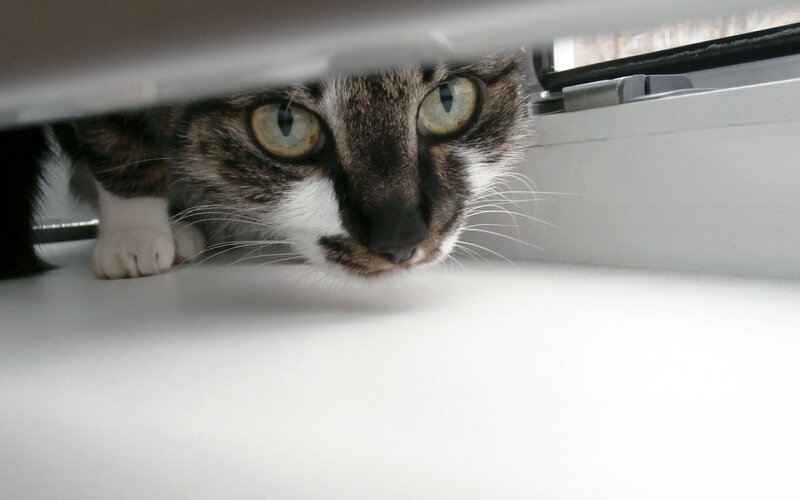 Tabby Cat under Furniture — White