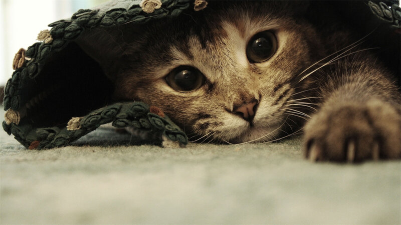 Tabby Cat under Hat